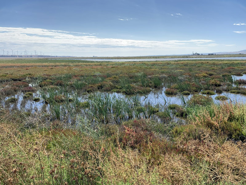 A view of the Montezuma wetlands with plant growth on a blue sunny day.